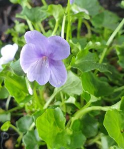 VIOLA MONGA MAGIC 150MM
