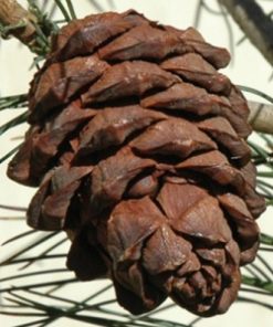 Italian Stone Pine