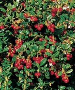 Red Pearl Lingonberry