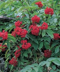 Red Elderberry