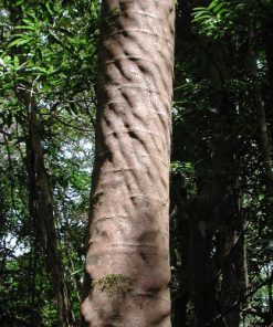 Adenanthera pavonina – False Red Sandlewood seed x10