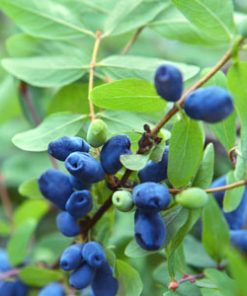 Indigo Gem Honeyberry – Early Blooming