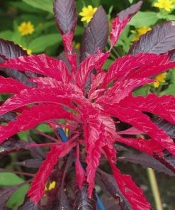 Amaranthus bicolor – Amaranthus Molten Fire seeds x100+