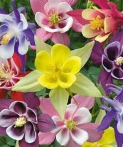 Aquilegia coerulea cv – Columbine McKanna Giants Mix seeds approx x500 (bulk)