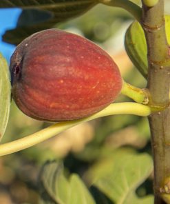 Black Jack Fig Tree
