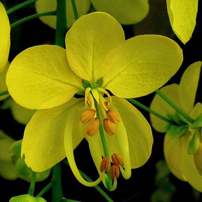 Cassia fistula – Golden Shower seed x10