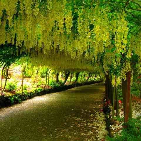 Cassia fistula – Golden Shower seed x10 - Image 3