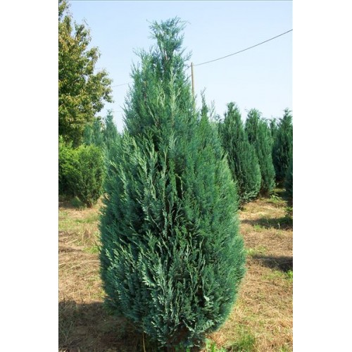 Chamaecyparis lawsoniana – Lawson’s or Port Orford Cypress seed x30 - Image 4