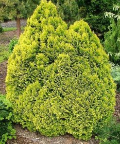 Chamaecyparis lawsoniana – Lawson’s or Port Orford Cypress seed x30