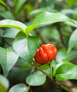 Surinam Cherry Tree