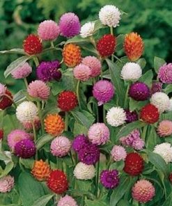 Gomphrena globosa cv – Globe Amaranth QIS Mix Seed x 50