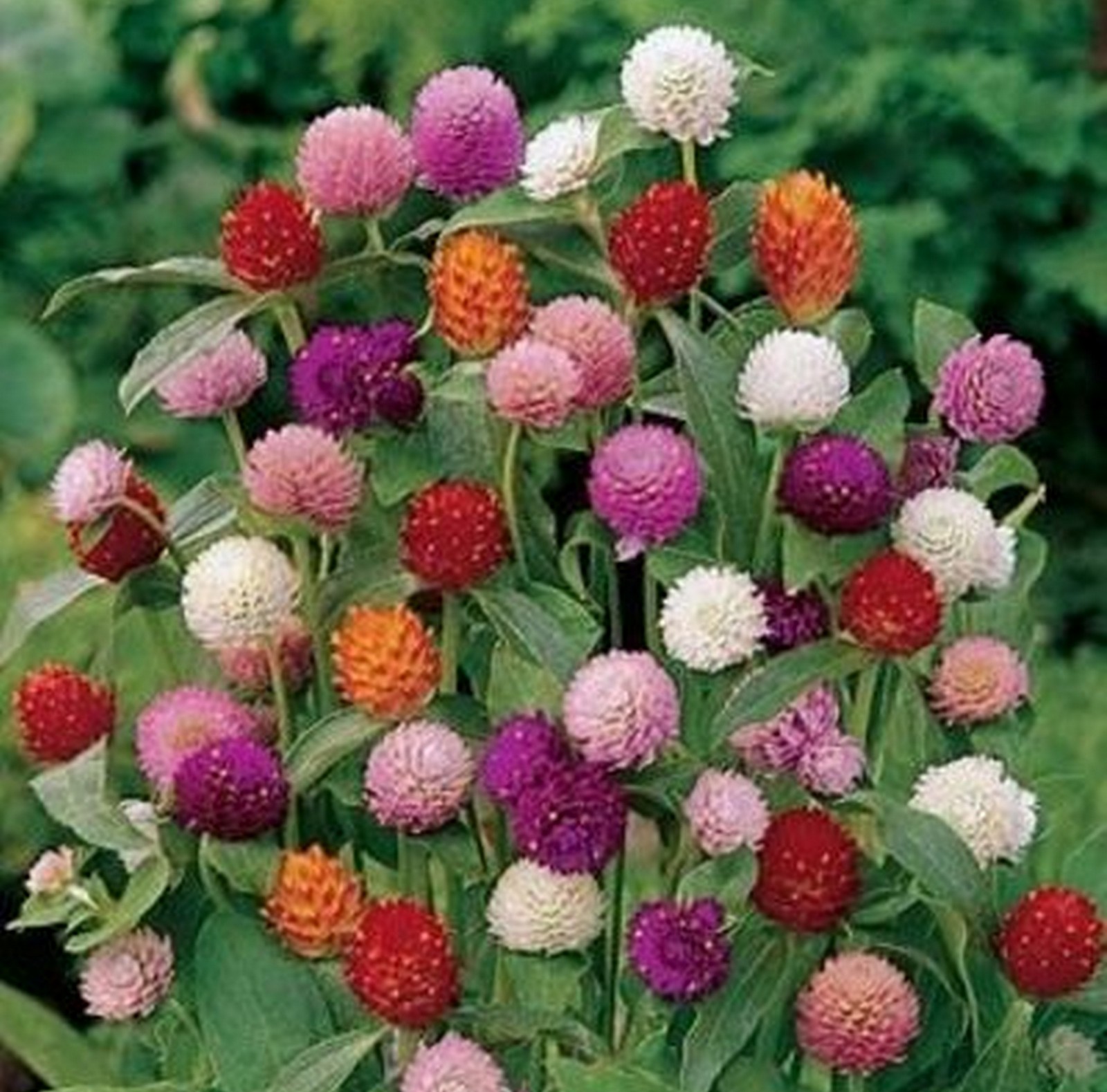 Gomphrena globosa cv – Globe Amaranth QIS Mix Seed x 50 - Image 3