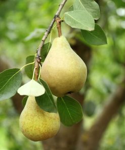 Highland Pear Tree