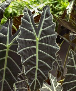 Alocasia X amazonica – Amazon Elephant’s Ear Fine Art Print