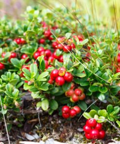 Koralle Lingonberry