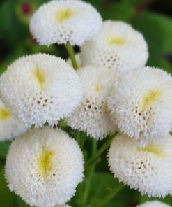 Tanacetum parthenium – Matricaria Vegmo Snowball seeds x 5000 (bulk)
