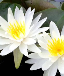 Nymphaea pubescens – Water Lily seed X 50
