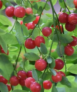 Red Huckleberry