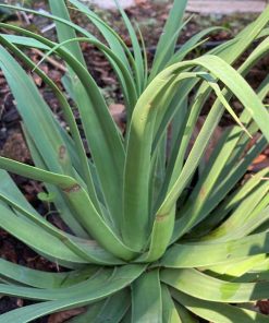 Squid Agave