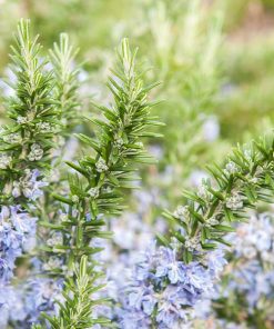 Salem Rosemary