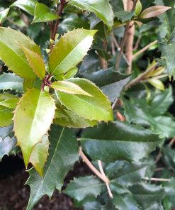 San Jose Osmanthus