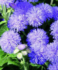 Ageratum mexicanum cv – Floss Flower Market Growers Blue seeds x 200