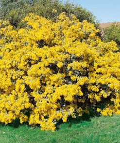 Acacia baileyana – Cootamundra Wattle seeds x 480 (bulk)