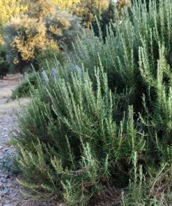 Barbeque Rosemary