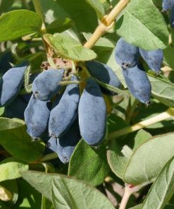 Boreal Blizzard Honeyberry – Late Blooming