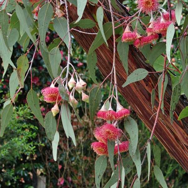 Eucalyptus caesia ssp magna – Silver Princess or Gungurru seed x 5 grams (bulk) - Image 3