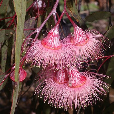 Eucalyptus caesia ssp magna – Silver Princess or Gungurru seed x 5 grams (bulk) - Image 2