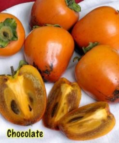 Chocolate Asian Persimmon