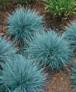 Festuca glauca – Blue Fescue seeds x200