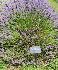Grosso Lavender