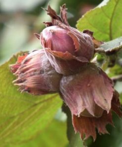 Yamhill Hazelnut Tree