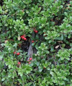 Kinnikinnick Manzanita