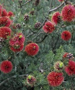 Kunzea baxteri – Scarlet Tickbush seeds x150