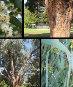 Eucalyptus nicholii – Narrow Leaved Peppermint Gum seed x200