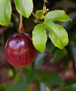 Possum Purple Passion Fruit
