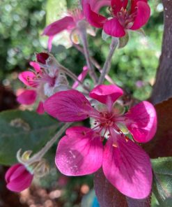 Almata Red Flesh Apple Tree
