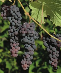Blue Muscat Seedless Table Grape