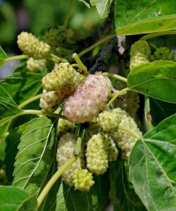 Tehama White Mulberry